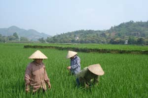 Nông dân xóm Bãi Sấu, xã Mông Hóa tăng cường chăm sóc lúa vụ chiêm xuân.